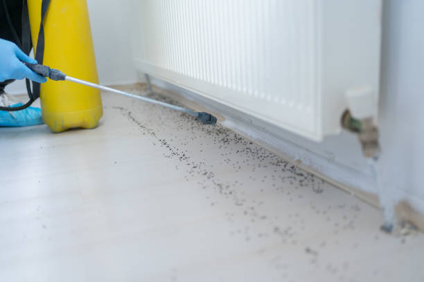 Best Ant Control Services  in Corcoran, CA